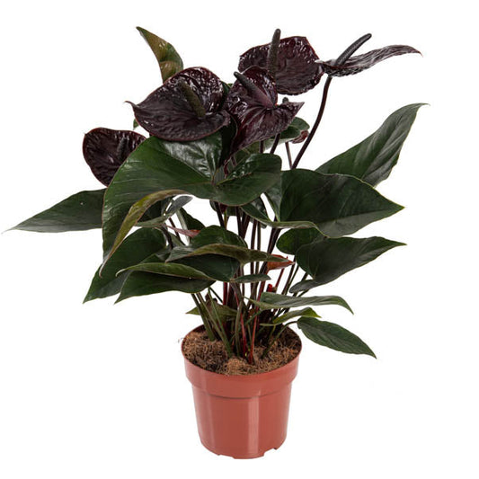 Anthurium Black - 4"
