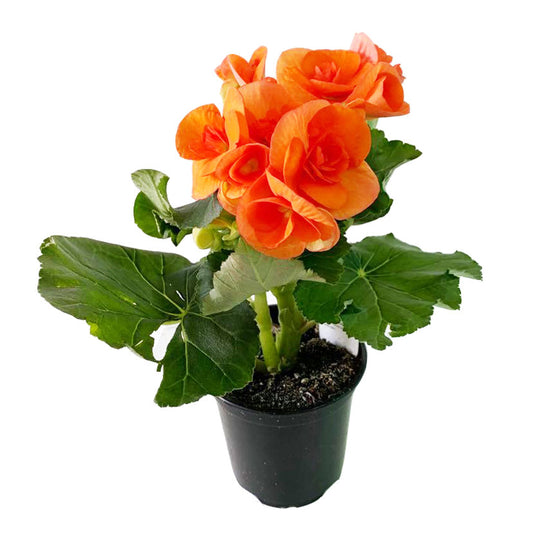 Begonia Reiger Orange - 5.0" Pot