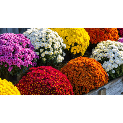 Mum White - 8.0"
