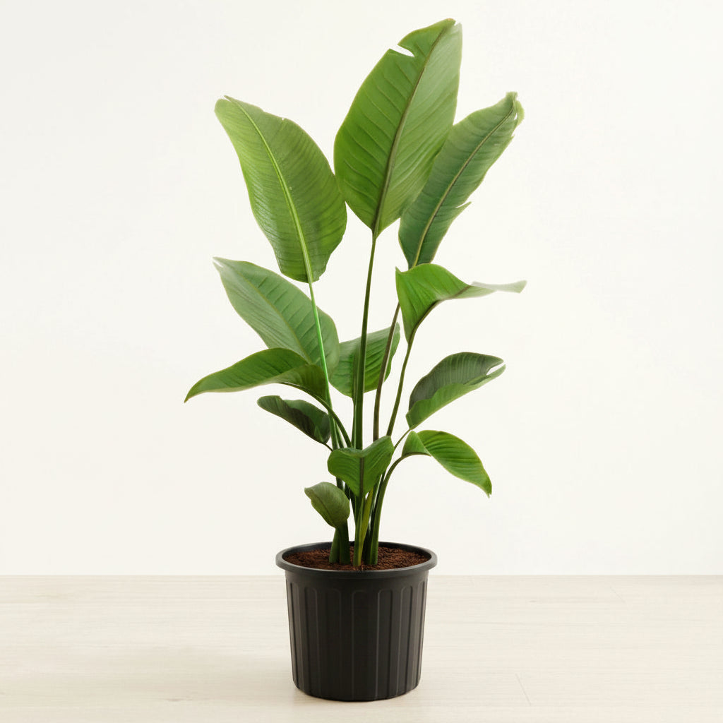 White Bird of Paradise - 10" (Huge)