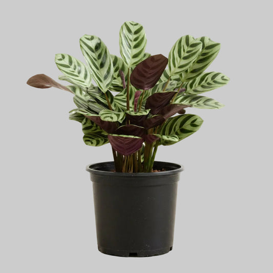 Calathea Marxii - 4.0"