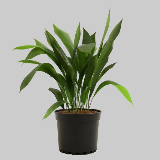 Cast Iron Plant - 10"