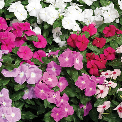 Vinca XDR Mix - 4.5"