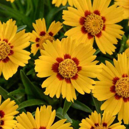2QT Coreopsis-Solanna Sunshine