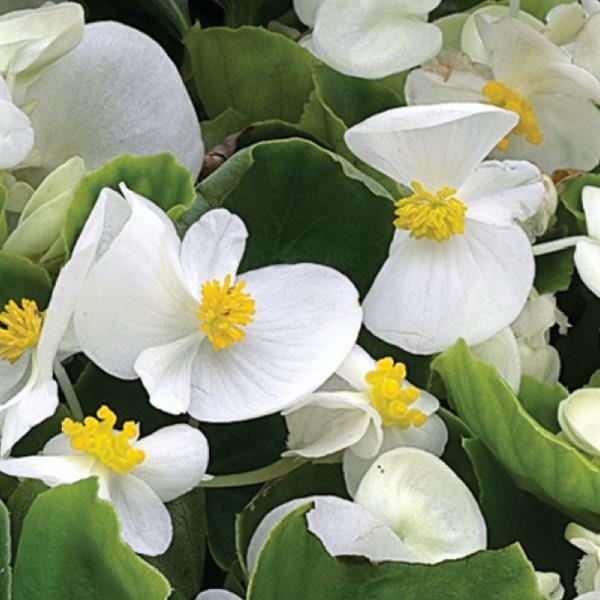 Begonia Green Leaf White - 4.5"