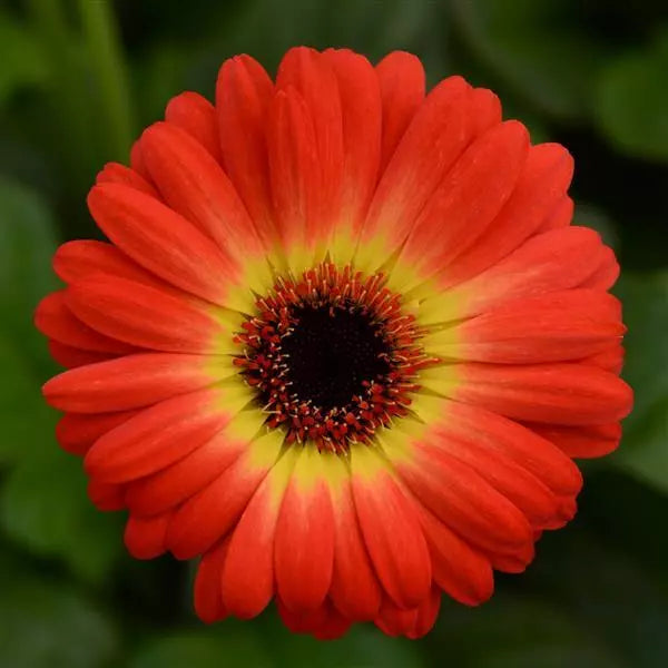 3QT Gerbera Daisy-Bicolor Orange Yellow
