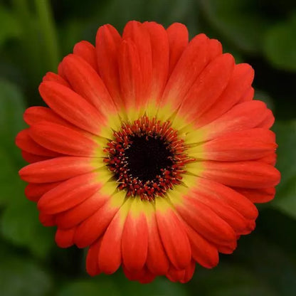 3QT Gerbera Daisy-Bicolor Orange Yellow