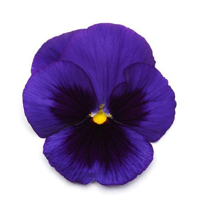 Pansy Blue Blotch- 6"