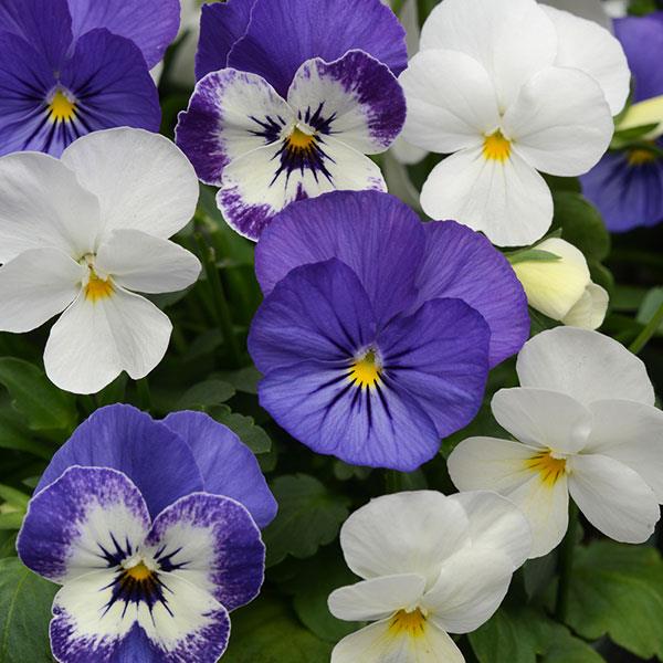 Viola Blueberry Sundae Mix - 4.5"