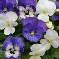 Viola Blueberry Sundae Mix - 4.5"