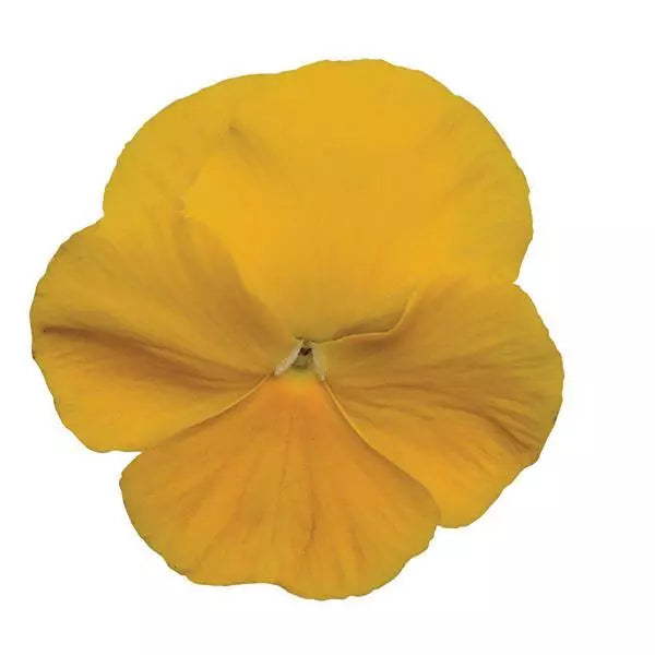 Pansy Yellow - 6"