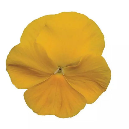 Pansy Yellow - 6"
