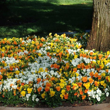 Viola Citrus Mix - 4.5"