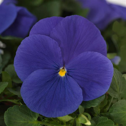 Pansy True Blue - 6"