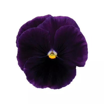 Pansy Purple - 6"