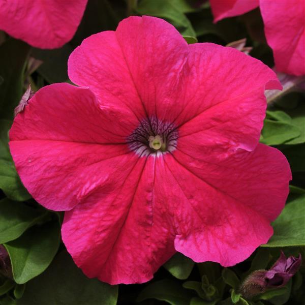 Petunia Pink - 4.5"