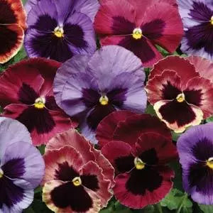 Pansy Coastal Sunrise Mix - 6"