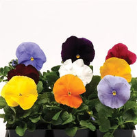 Pansy Clear Mix - 4.5"