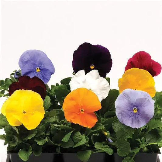 Pansy Clear Mix - 4.5"