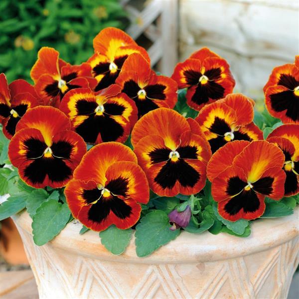 Pansy Solar Flare - 6"