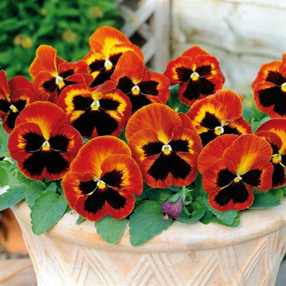 Pansy Solar Flare - 6"