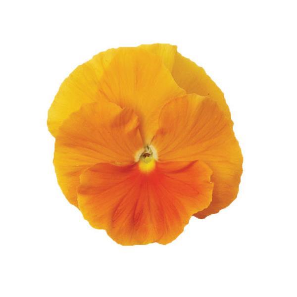 Pansy Orange - 6"