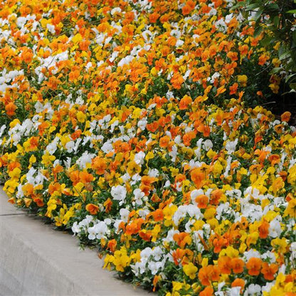 Viola Citrus Mix - 4.5"