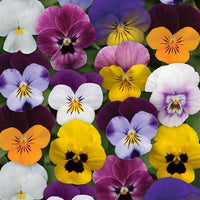 Viola Spring Select Mix - 6"