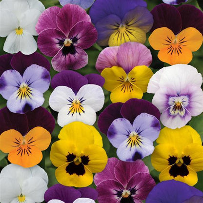 Viola Spring Select Mix - 6"