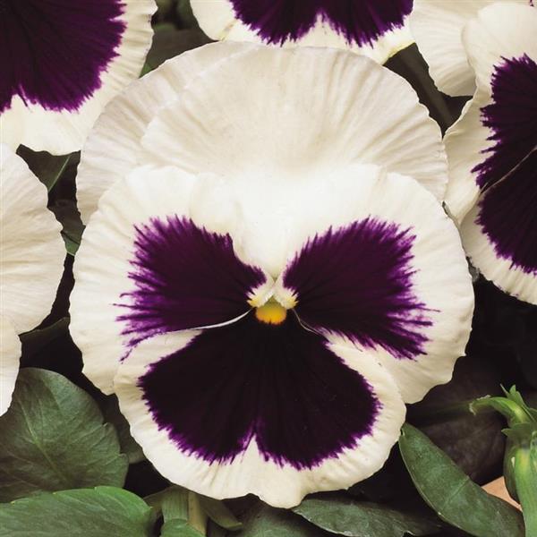 Pansy White Blotch- 6"