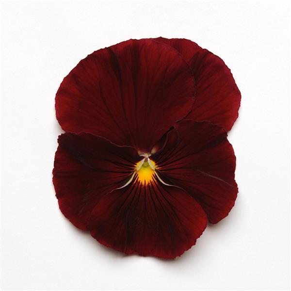Pansy Scarlet - 6"
