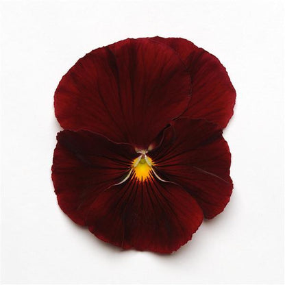Pansy Scarlet - 6"