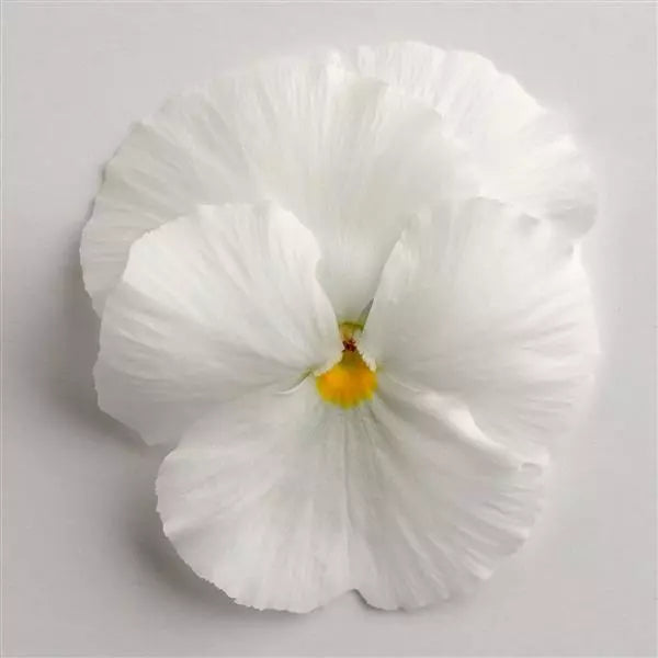 Pansy White - 6"
