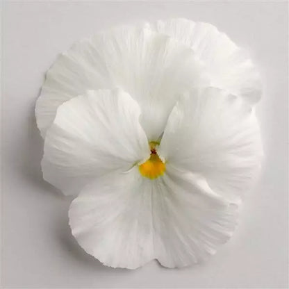 Pansy White - 6"