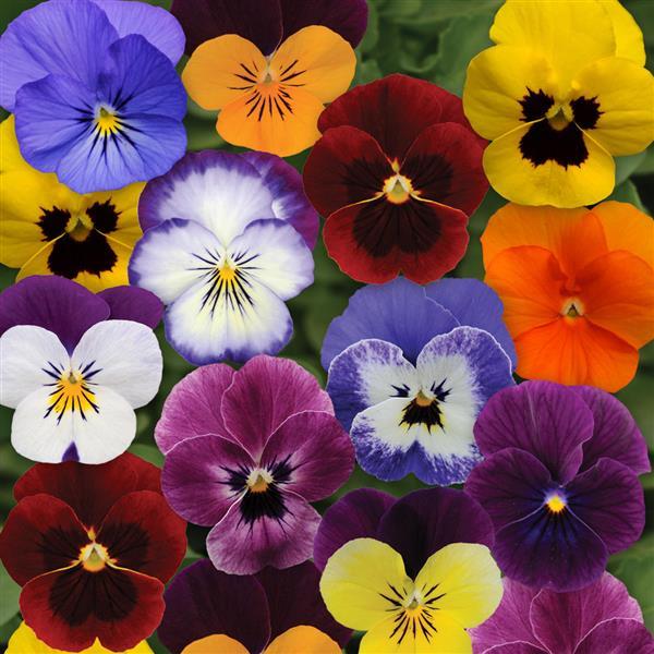 Viola Autumn Mix - 4.5"