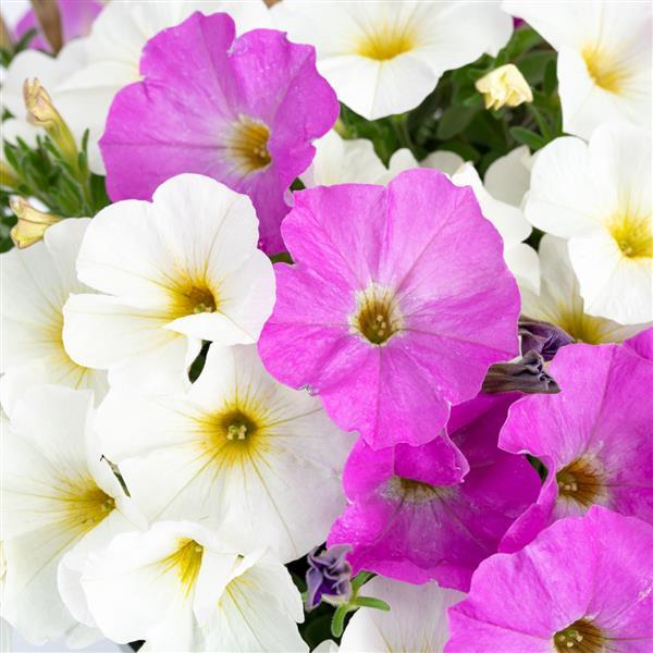 Supercal Mix Rose & White - 10"