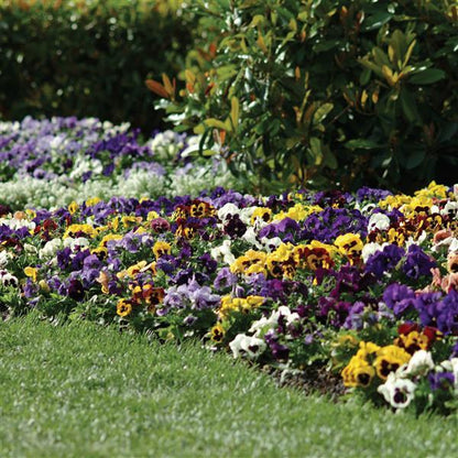Pansy Blotch Mix - 6"