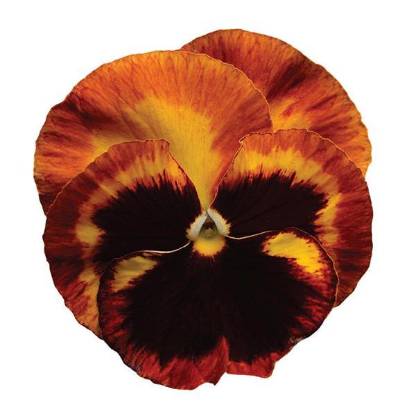 Pansy Solar Flare - 6"