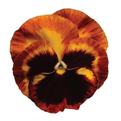 Pansy Solar Flare - 6"