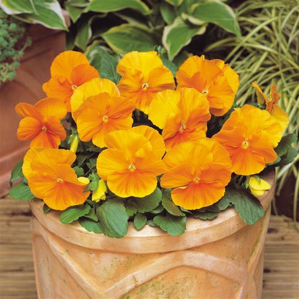 Pansy Orange - 4.5"