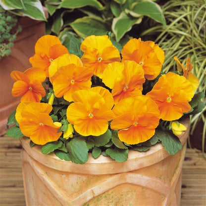 Pansy Orange - 4.5"