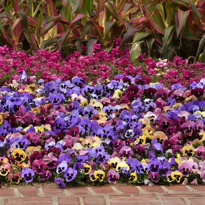 Pansy Coastal Sunrise Mix - 6"