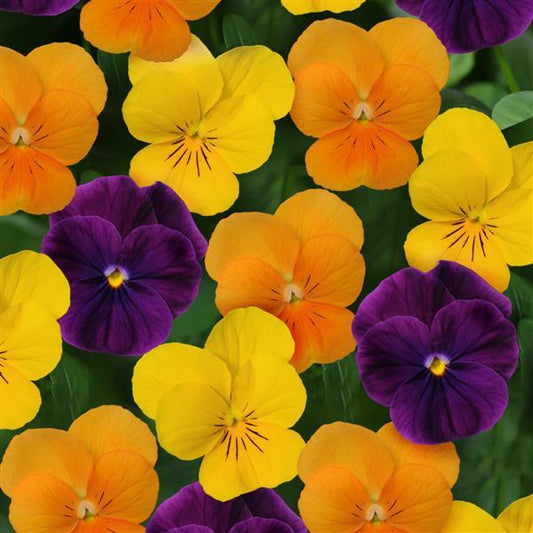 Viola Harvest Mix - 4.5"
