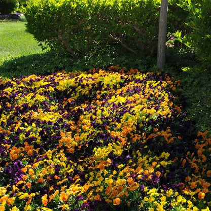Viola Harvest Mix - 4.5"