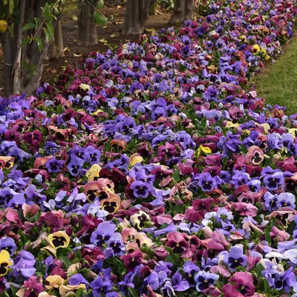 Pansy Coastal Sunrise Mix - 6"