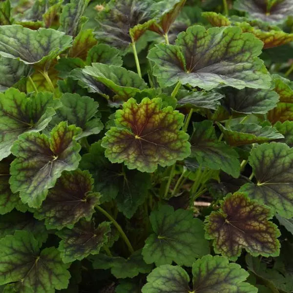 2QT Heuchera-Cocomint