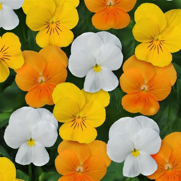 Viola Citrus Mix - 4.5"