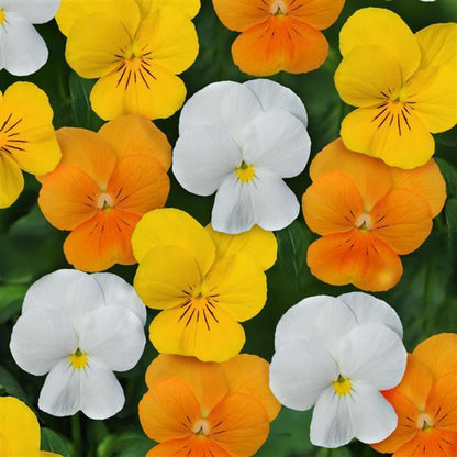 Viola Citrus Mix - 4.5"