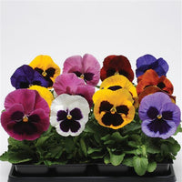 Pansy Blotch Mix - 6"
