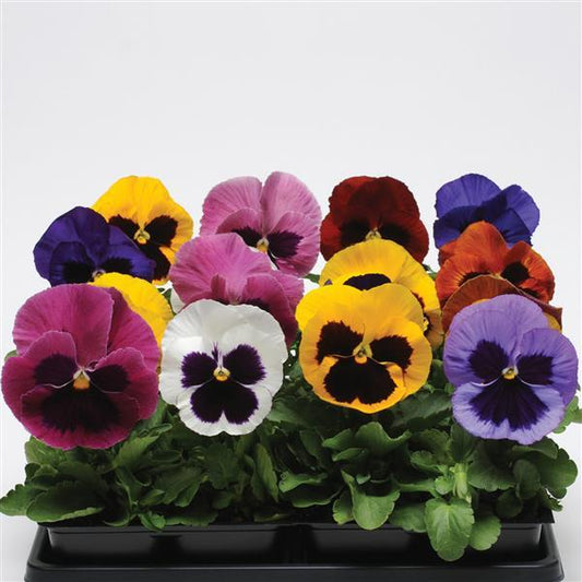 Pansy Blotch Mix - 6"